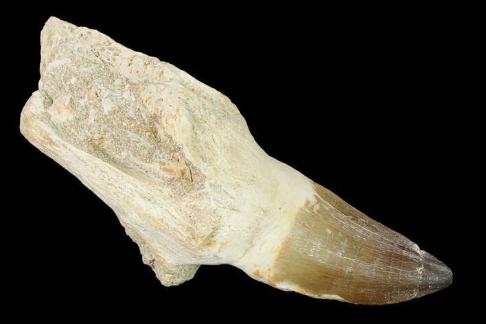 Fossil Rooted Mosasaur (Prognathodon) Tooth - Morocco #163929
